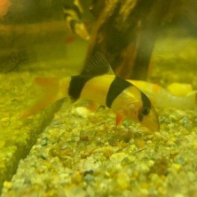 Botia Payaso | Clown Loach | Acuario Grande y Cuidados