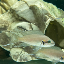 Pez Neolamprologus brichardi | Princesa de Burundi | Ciclido Africano