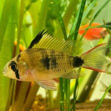 Ramirezi Boliviano ciclido enano - Acuario Acuaworld