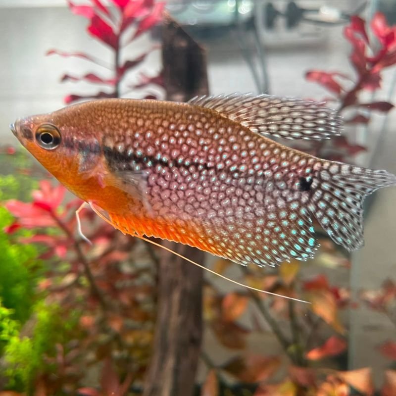 Trichogaster leeri | Gourami Perla | Cuidados y Acuario