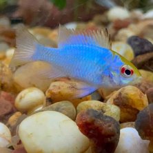 Ramirezi blue ciclido enano - Pez tropical