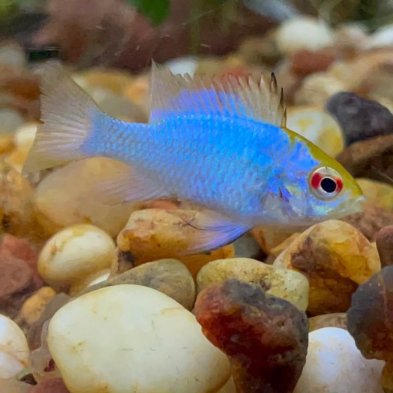 Ramirezi blue ciclido enano - Pez tropical