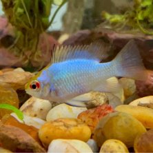Ramirezi blue ciclido enano - Pez tropical