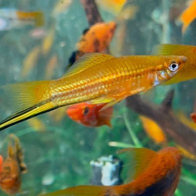 Pez espada, agua templada - Acuario Acuaworld
