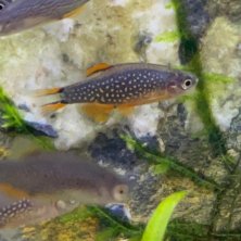 Rasbora Galaxy | Danio margaritatus | Cuidados y Acuario