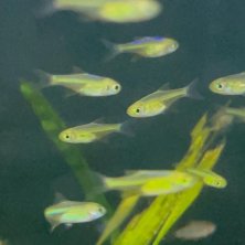 Rasbora Kubotai | Microdevario kubotai | Pez Nano