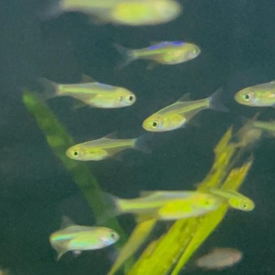 Rasbora Kubotai | Microdevario kubotai | Pez Nano
