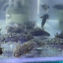 Axolote Salvaje y Albino - Acuario Acuaworld
