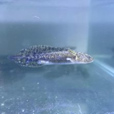 Axolote Salvaje y Albino - Acuario Acuaworld