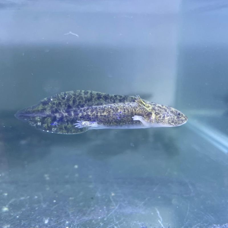 Axolote Salvaje y Albino - Acuario Acuaworld