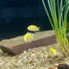 Cíclido Malawi Limón | Labidochromis caeruleus | Cuidados