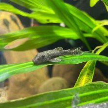 Parotocinclus haroldi | Otocinclus Enano | Come Algas