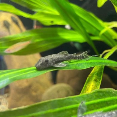 Parotocinclus haroldi | Otocinclus Enano | Come Algas