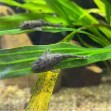 Parotocinclus haroldi | Otocinclus Enano | Come Algas