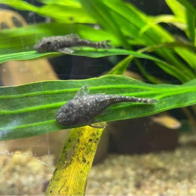 Parotocinclus haroldi | Otocinclus Enano | Come Algas