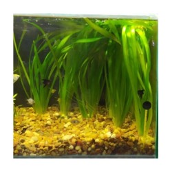 Vallisneria - Planta natural