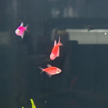 Pez Tetra Monjita Roja/Fucsia - agua templada