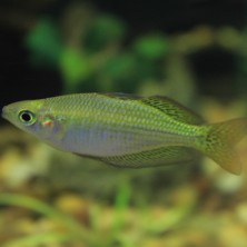 Pez Melanotaenia Boesemani - Pez Arcoiris