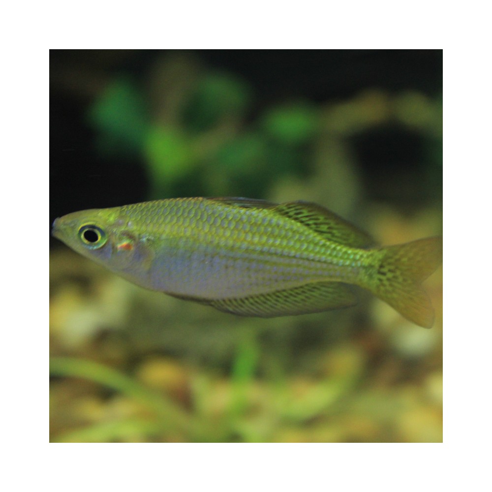 Pez Melanotaenia Boesemani - Pez Arcoiris