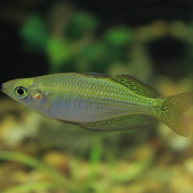 Pez Melanotaenia Boesemani - Pez Arcoiris
