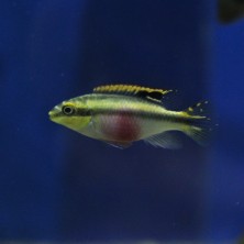 Pez Pelvicachromis pulcher - agua templada