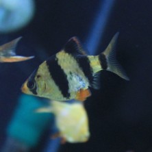 Pez Barbus Tigre o Tetrazona - Acuario Acuaworld