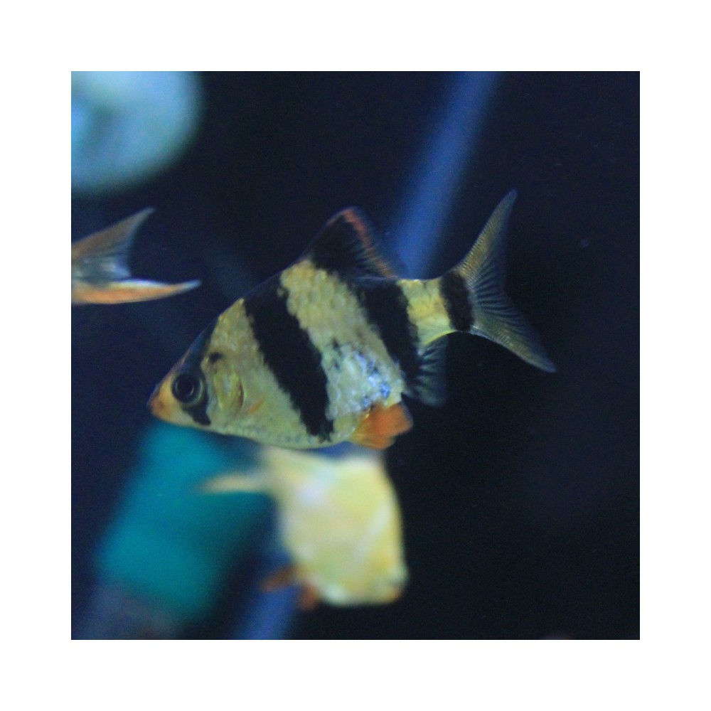 Pez Barbus Tigre o Tetrazona - Acuario Acuaworld