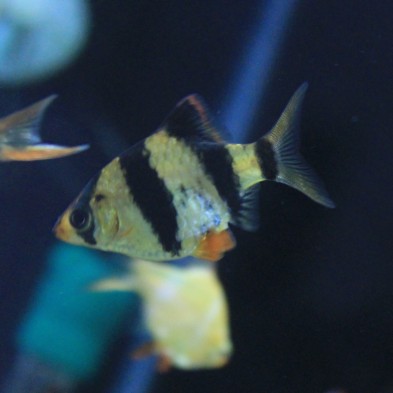 Pez Barbus Tigre o Tetrazona - Acuario Acuaworld Pez Barbus Tigre o Tetrazona - Acuario Acuaworld