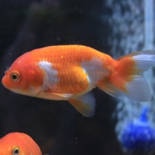 Pez Carassius Ranchu - agua fría