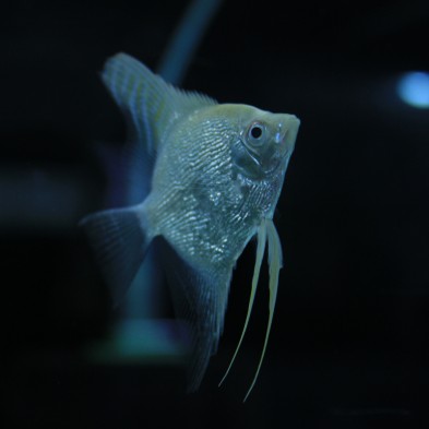Pez Escalar o ángel variedad Platino - Acuario Acuaworld