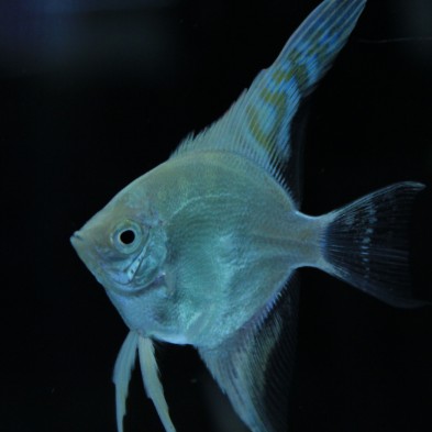 Pez Escalar o ángel variedad Platino - Acuario Acuaworld