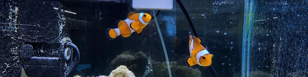 peces%20payaso%20acuaworld_1.jpg