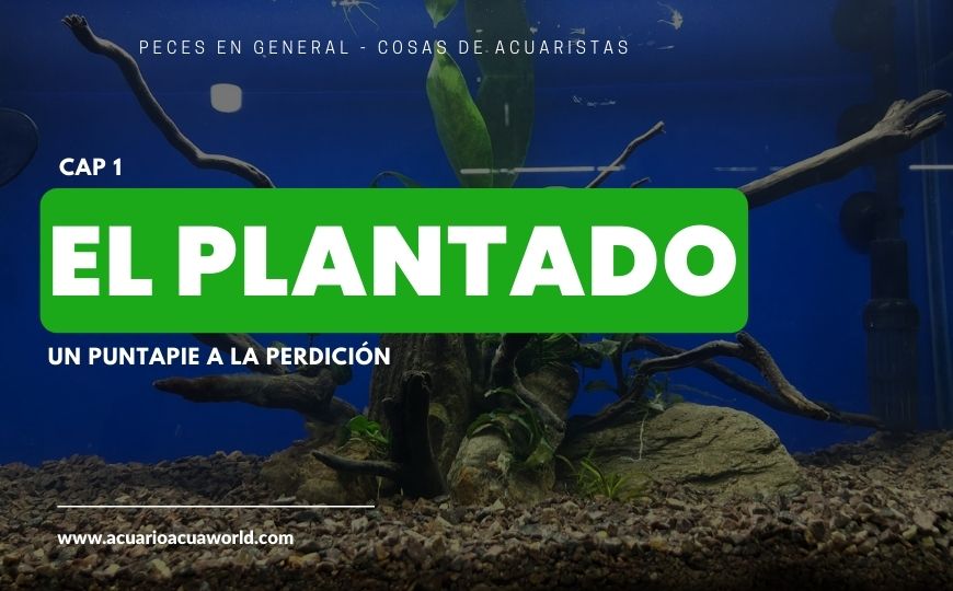 ¿Arrancando con un acuario plantado?