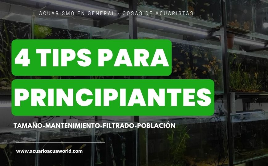 ¿Es tu Primer pecera ? 4 Tips para principantes