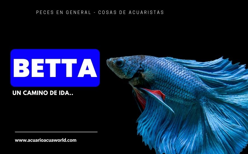 Densimetro y Termómetro de vidrio para acuarios - Acuario Acuaworld