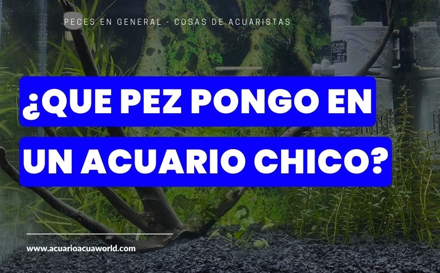 15/60 ¿Cómo elegir a mis peces para un acuario chico?