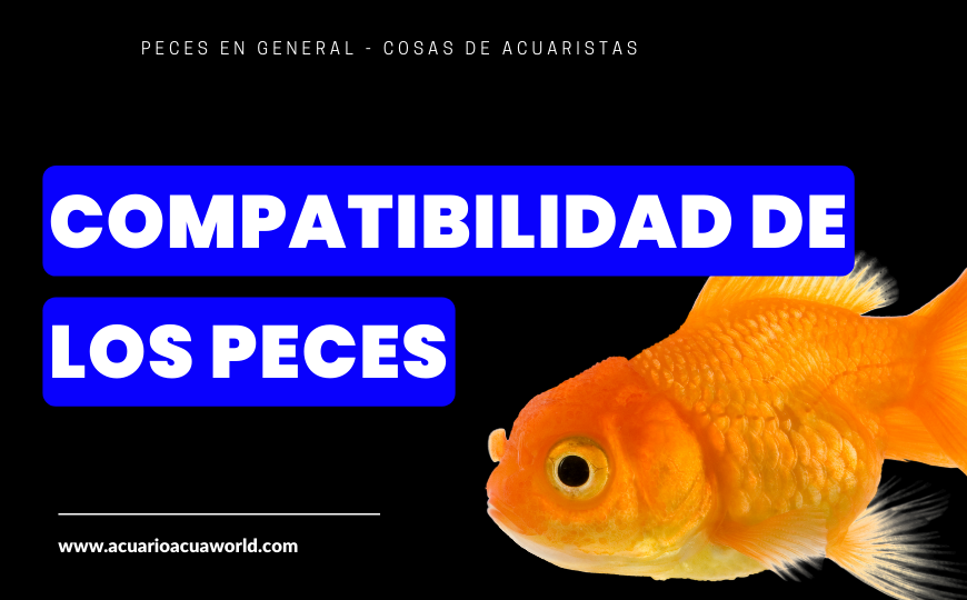 7 Pautas sobre la Compatibilidad de los Peces