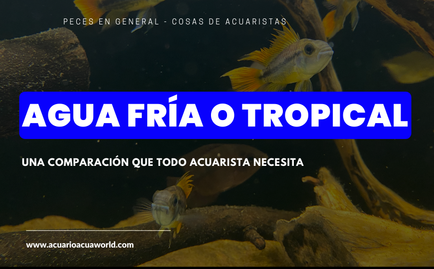 ¿Agua fría o Tropical?