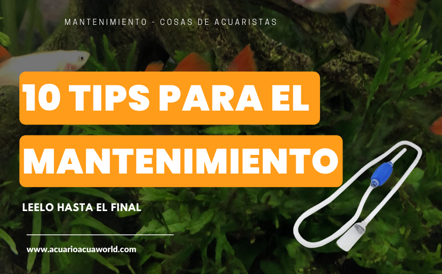 10 tips para el MANTENIMIENTO de TU ACUARIO