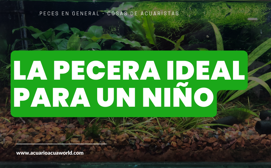 La PECERA ideal para un NIÑO