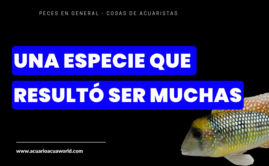 Una especie que resultó ser muchas