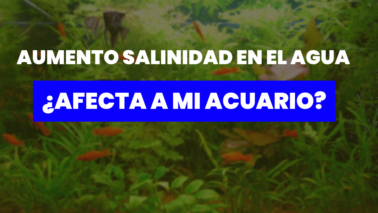 ¿Que pasa en mi acuario si aumenta la salinidad del agua OSE ?